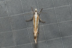 Orthiastis hyperocha