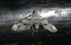 Neurophyseta camptogrammalis