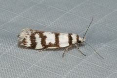 Philobota impletella