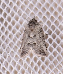 Nycteola polycyma