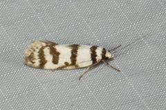Philobota impletella