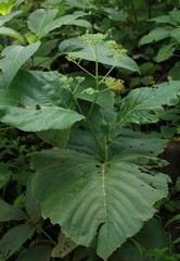 Leea macrophylla