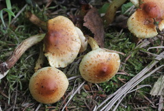 Pholiota elegans
