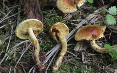 Pholiota elegans