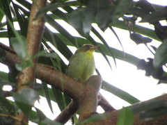 Zosterops virens virens