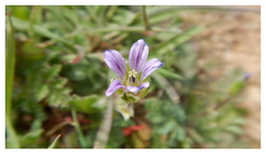 Erodium brachycarpum