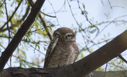 Spotted Owlet