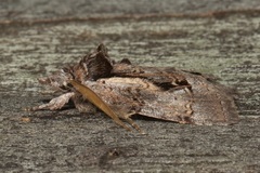 Gallaba eugraphes