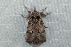 Gallaba eugraphes