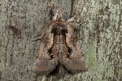 Gallaba eugraphes