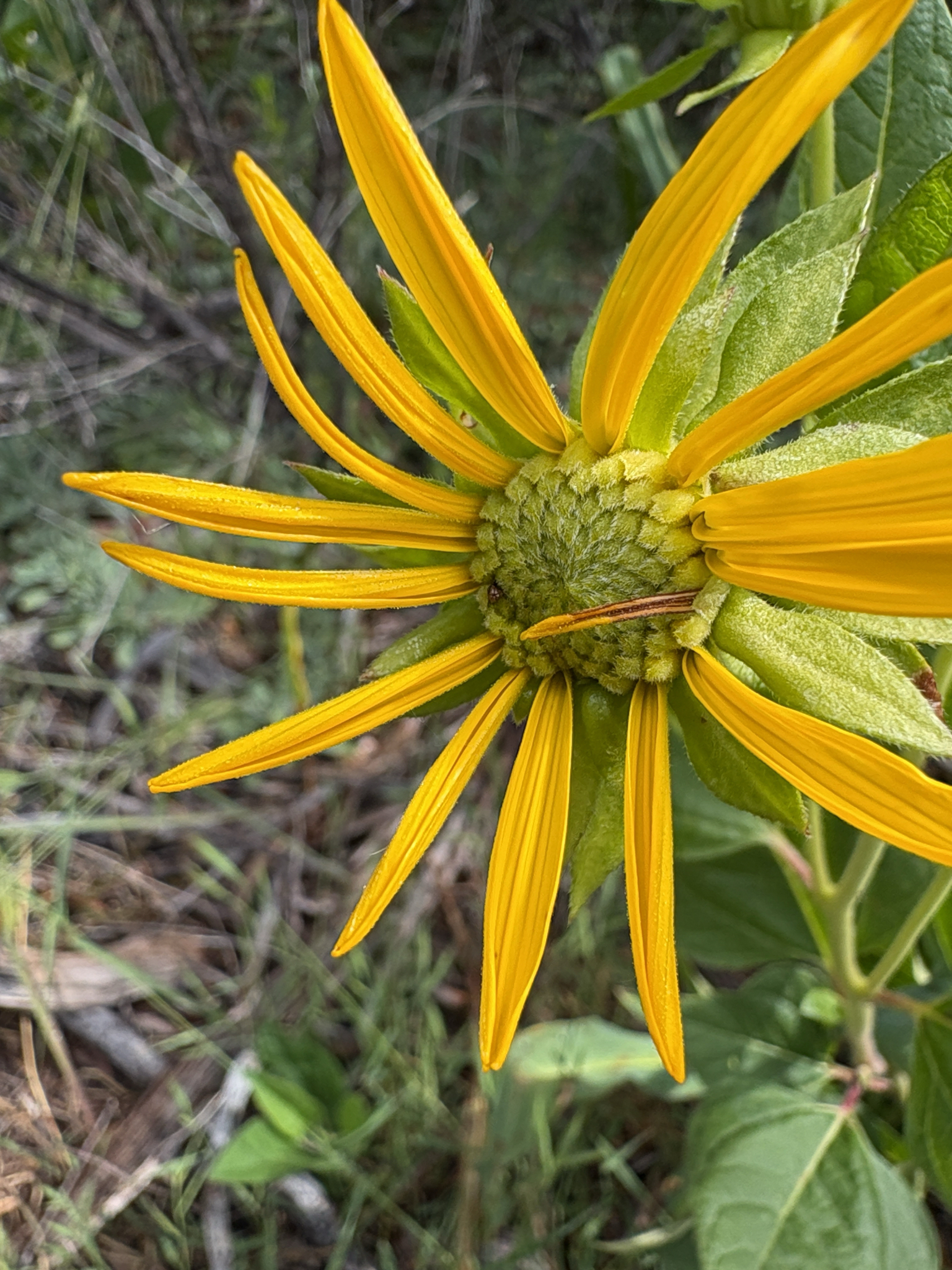 Imagem de Agnorhiza reticulata