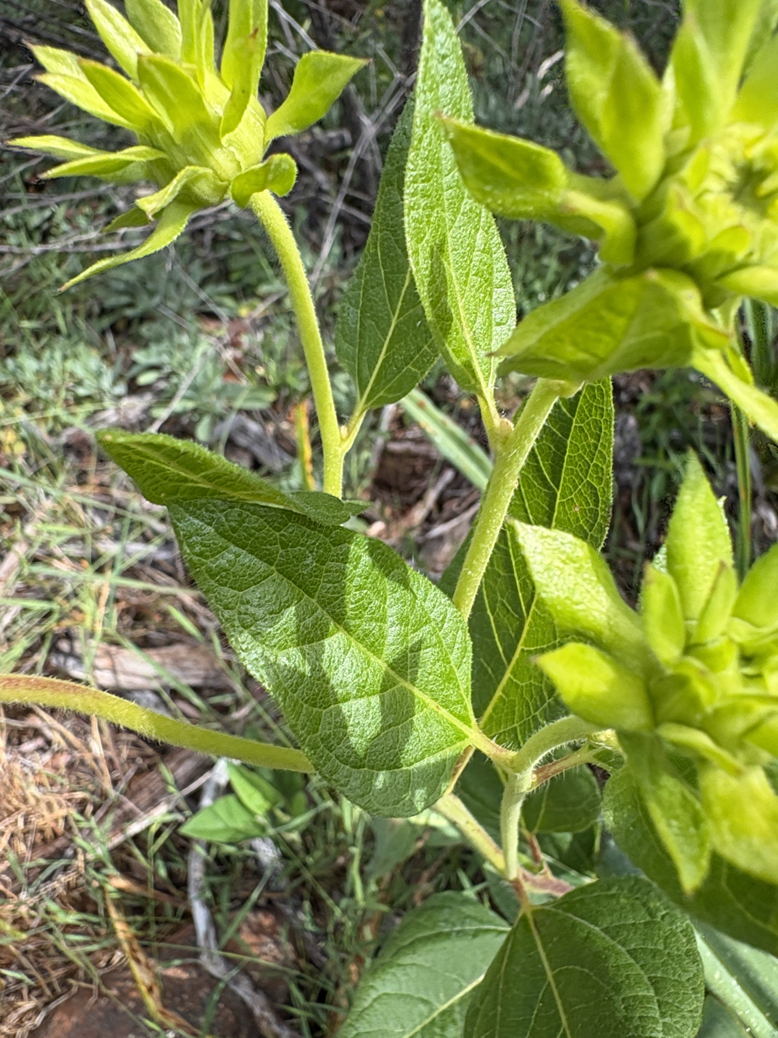 Imagem de Agnorhiza reticulata