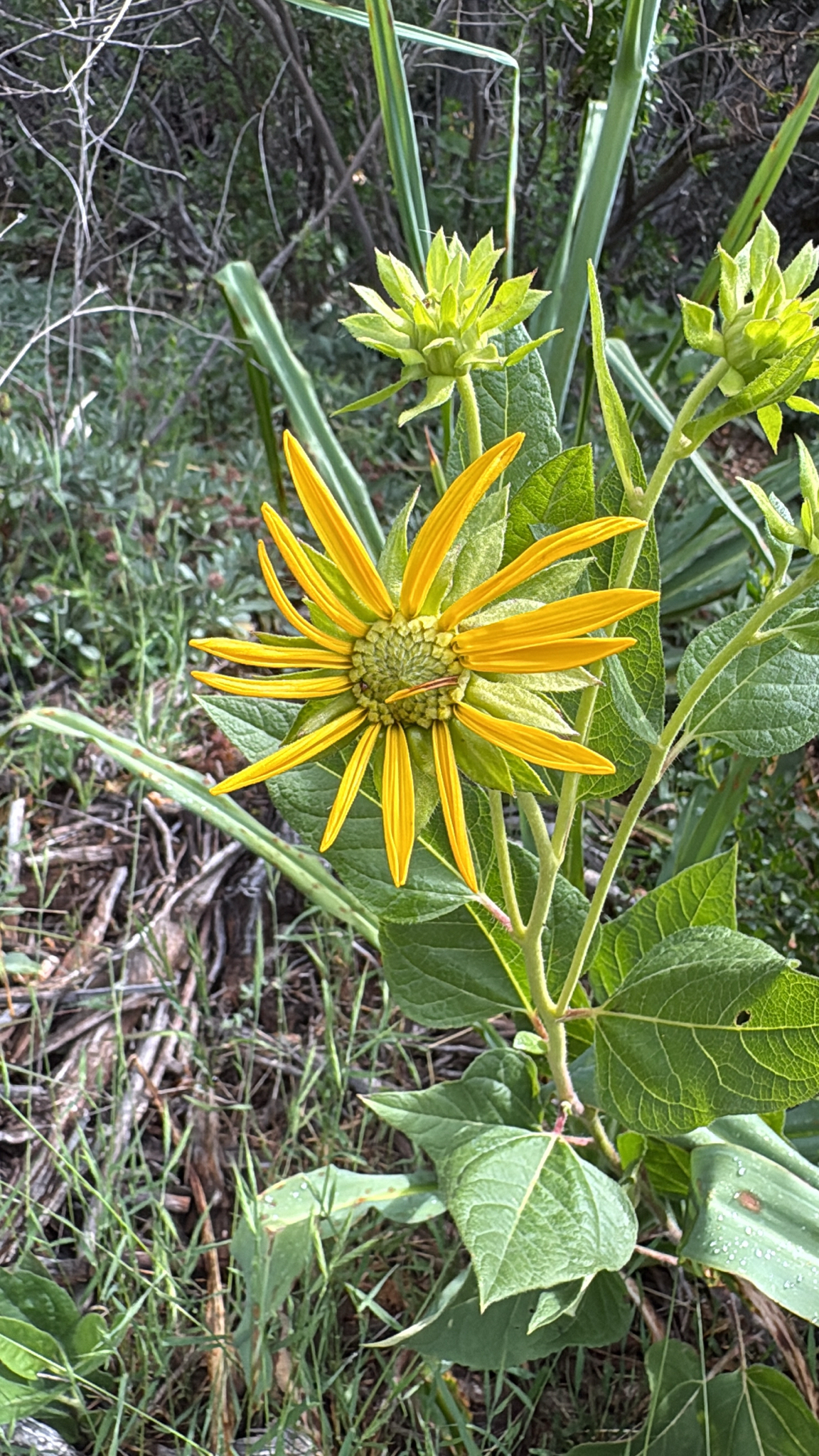 Imagem de Agnorhiza reticulata