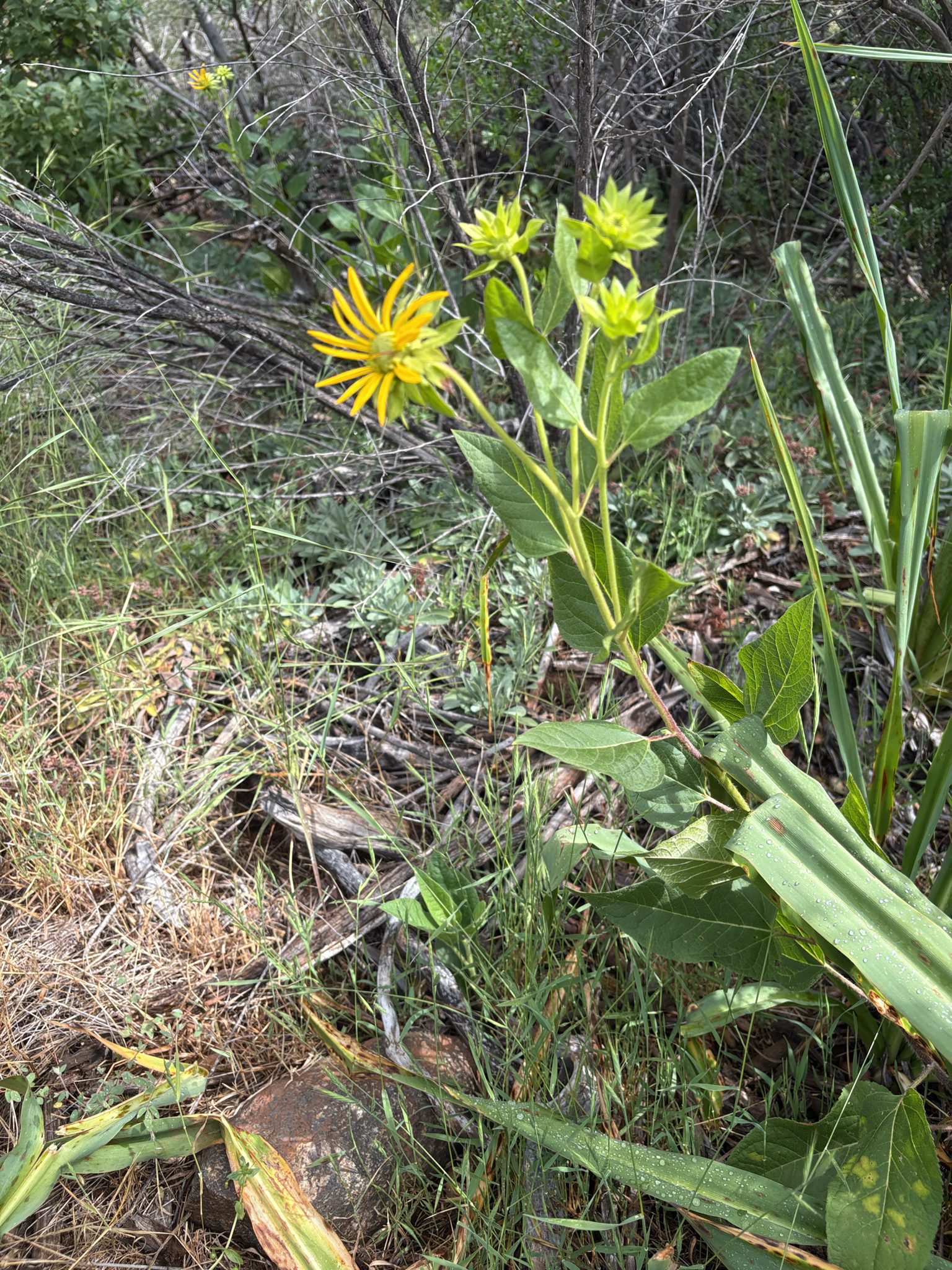 Imagem de Agnorhiza reticulata