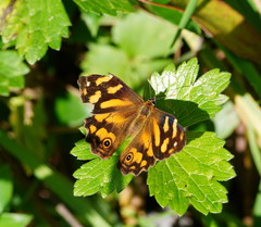 Heteronympha banksii