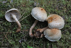 Pholiota
