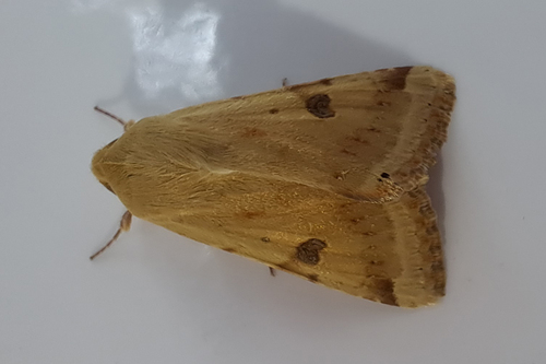 The Bordered Straw
