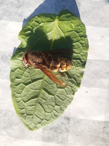 European Hornet