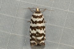 Paracochylis amoenana