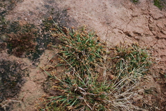 Fimbristylis dichotoma ochotensis