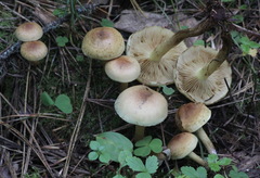 Pholiota elegans