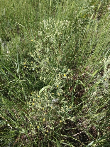 Potentilla inclinata, photograph 4