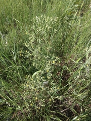 Potentilla inclinata, photograph (c) Елена А. Кизилова, some rights reserved (CC BY)