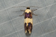 Telecrates laetiorella