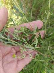 Potentilla inclinata, photograph (c) Елена А. Кизилова, some rights reserved (CC BY)