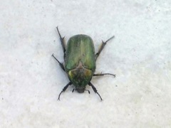 Protaetia cuprea obscura