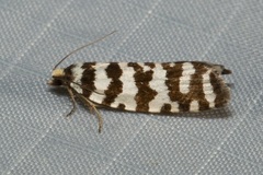 Paracochylis amoenana