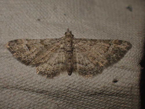 Kvetnatka malá (Gymnoscelis rufifasciata)