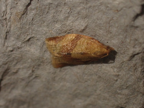 obaľovač okrovočervený (Clepsis consimilana)