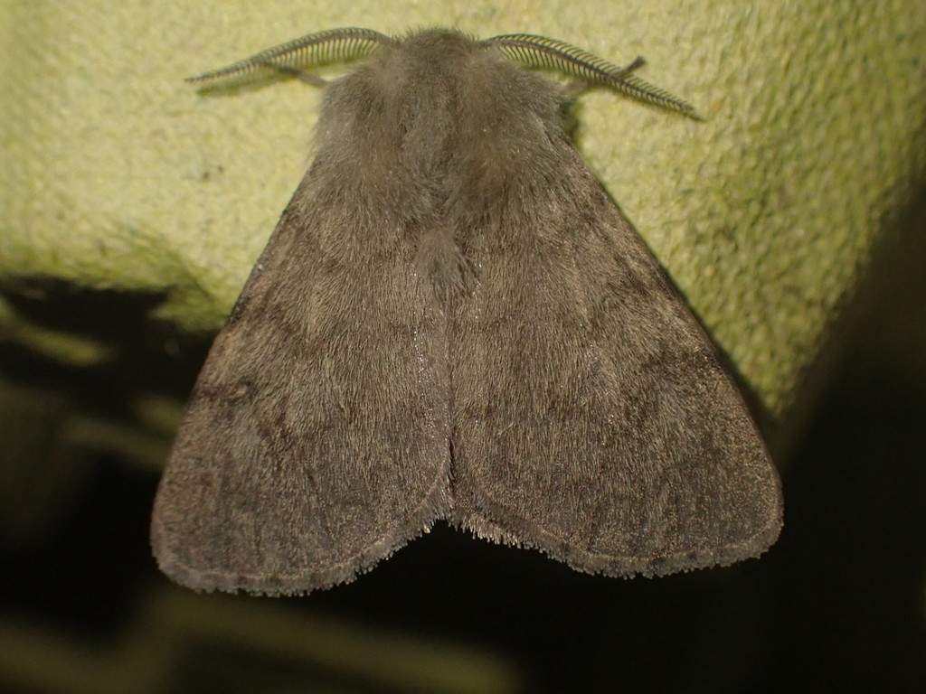 Diaphora