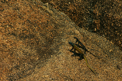 Platysaurus intermedius rhodesianus