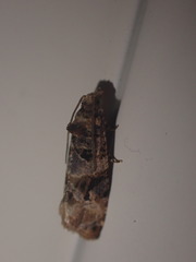 Lobesia botrana