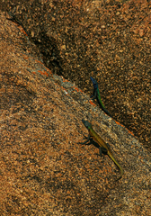 Platysaurus intermedius rhodesianus