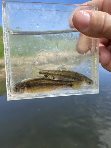 Fathead Minnow