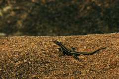 Platysaurus intermedius rhodesianus