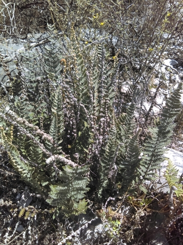 Image of Notholaena aschenborniana by (c) Jose Antonio Aranda Pineda, some rights reserved (CC BY)