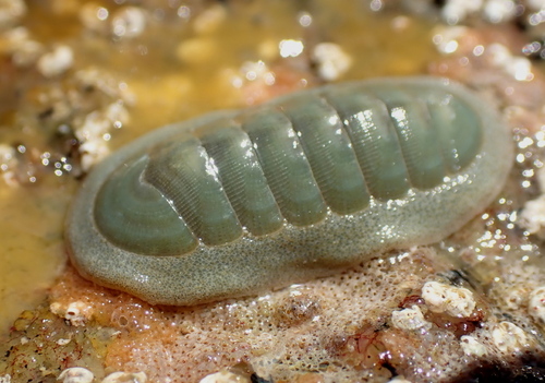 Tripoplax regularis observed 2026-05-18