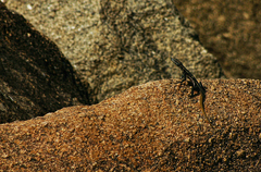 Platysaurus intermedius rhodesianus
