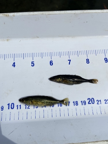 Brook Stickleback