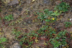 Potentilla stolonifera