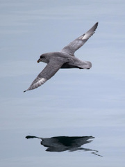 Fulmarus glacialis glacialis