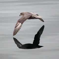 Fulmarus glacialis glacialis