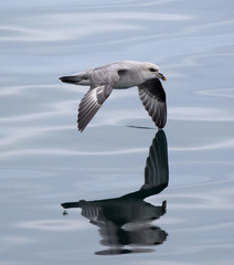 Fulmarus glacialis glacialis