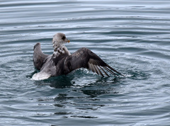 Fulmarus glacialis glacialis