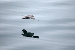 Fulmarus glacialis glacialis