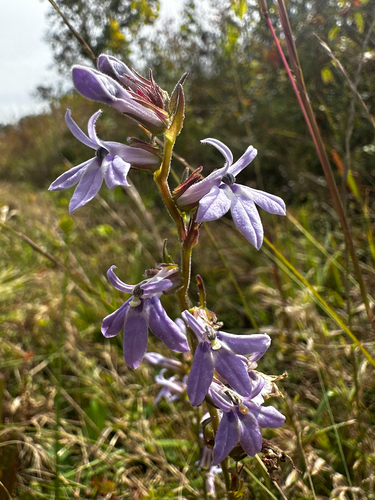 Lobelia puberula 2